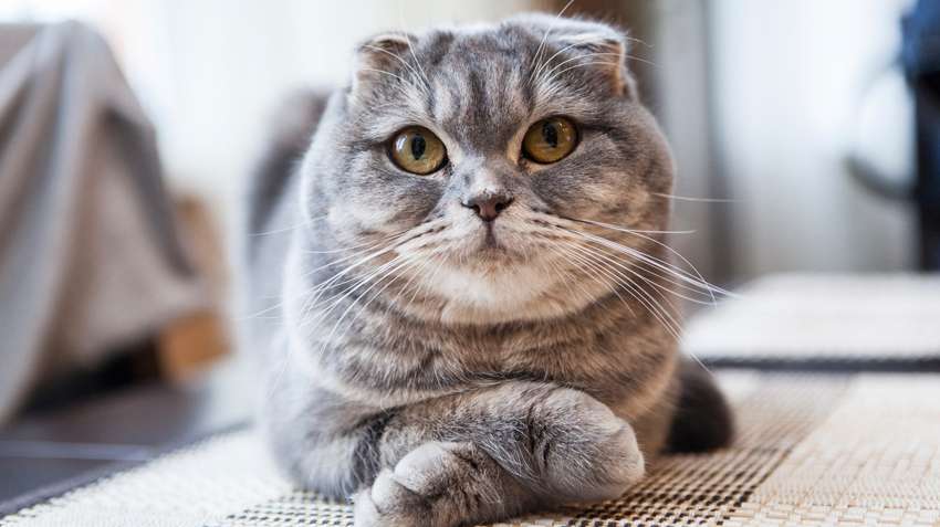 Scottish Fold Lifespan: Understanding the Longevity of this Popular ...