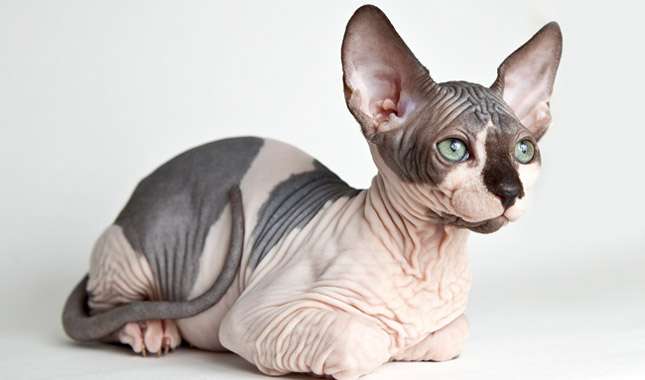 Sphynx Cat Adoption: A Guide to Bringing Home a Hairless Companion